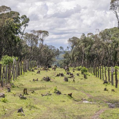 Nyekweri Deforestation