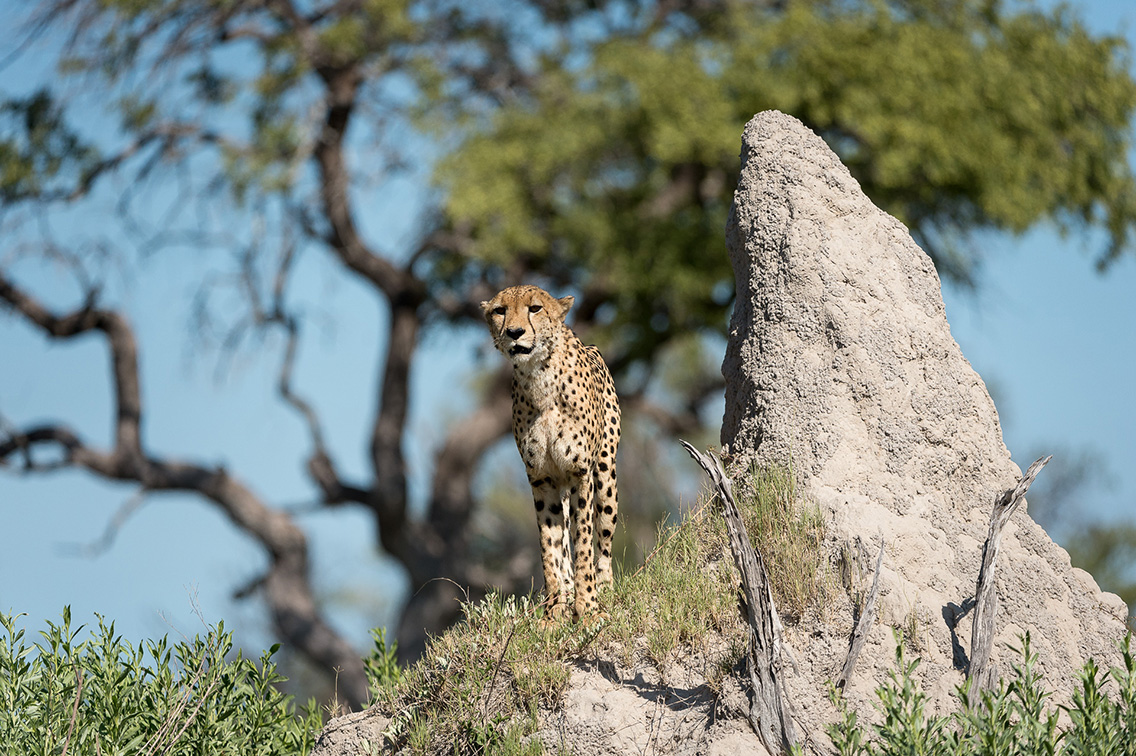 Vumbura Plains Botswana Wildlife Cheetah Termite Mound