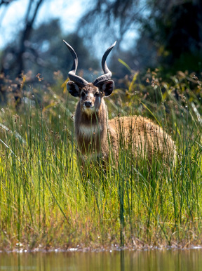 Our Wildlife Sitatunga