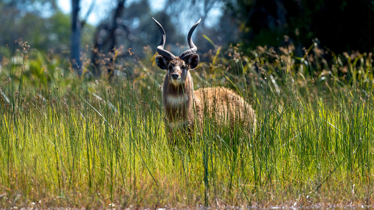 Our Wildlife Sitatunga 