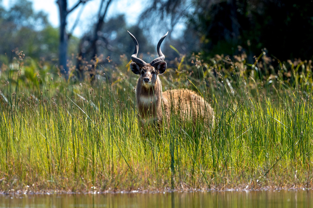 Our Wildlife Sitatunga 