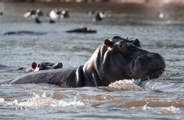 A hippo on display as he walks along the Zambezi river at Ruckomechi
