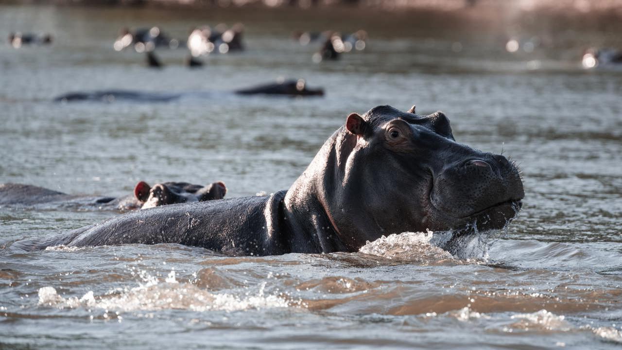 A hippo on display as he walks along the Zambezi river at Ruckomechi