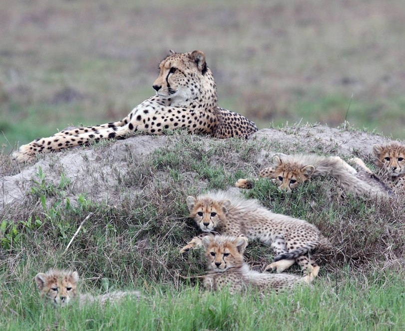 Supermom at Chitabe, succesfully raised 5 cubs to sub-adults and provided phenomenal sightings.