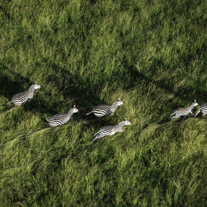 Wilderness Magashi Rwanda Game Viewing Zebra