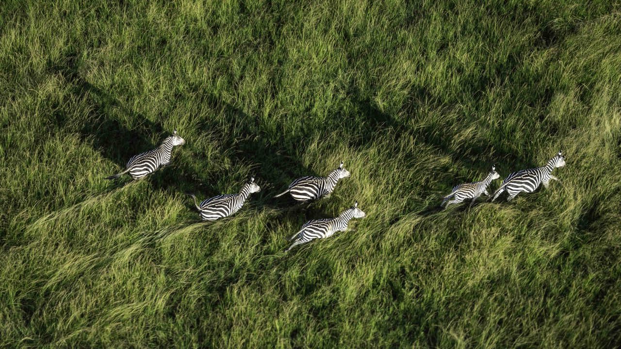Wilderness Magashi Rwanda Game Viewing Zebra
