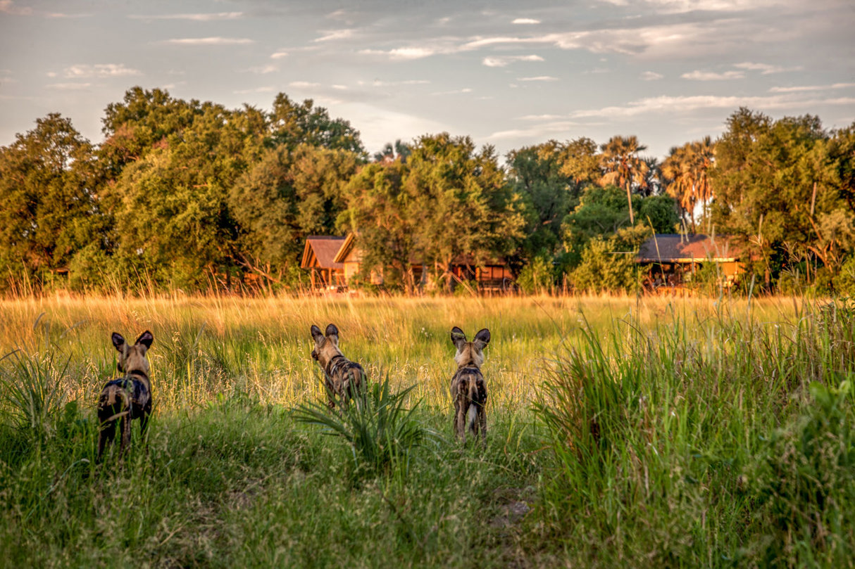 Wilderness Chitabe Botswana Wild Dogs in front of Camp