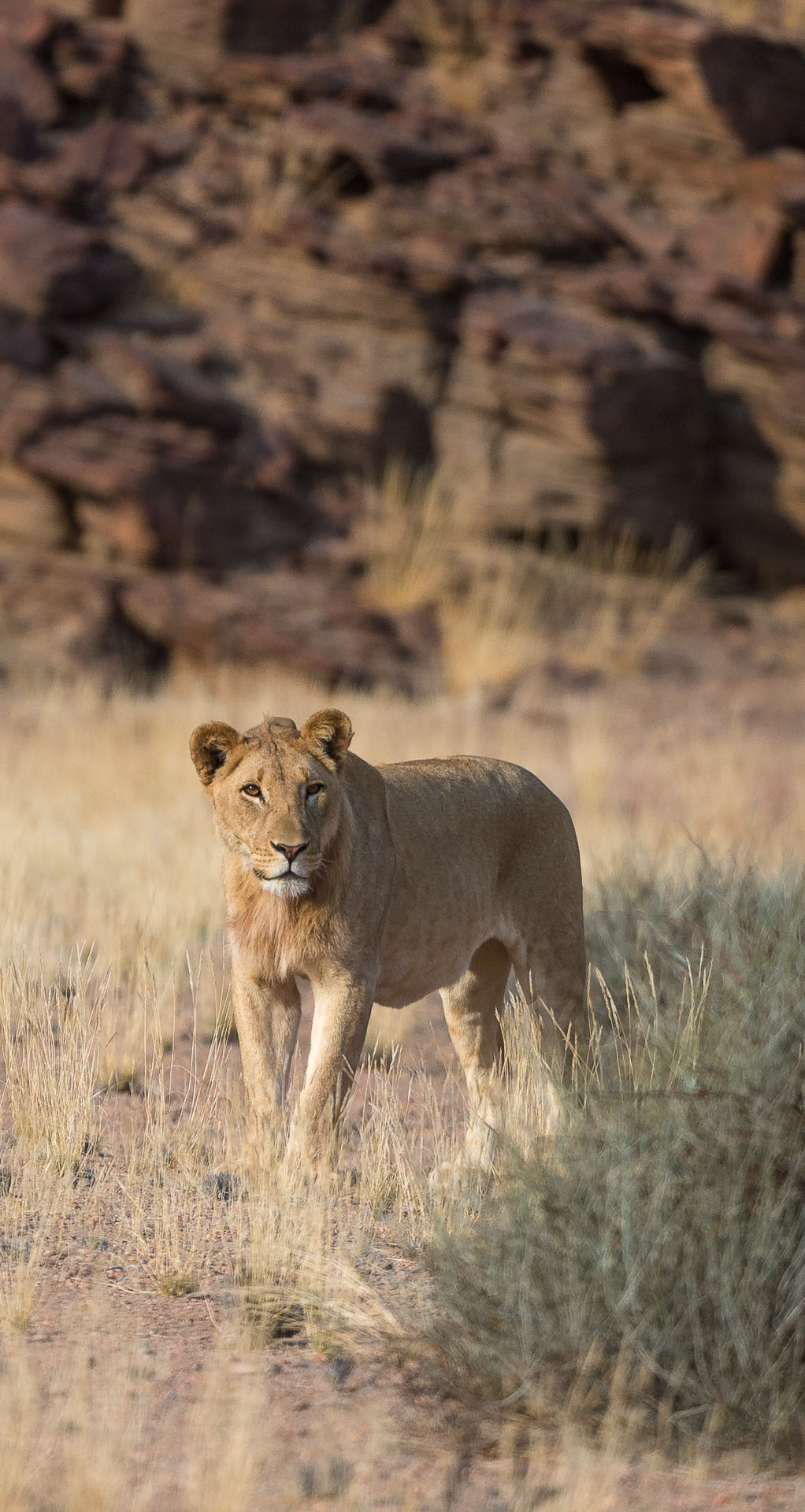 Wilderness Hoanib Skeleton Coast Namibia Wildlife Desert Lion
