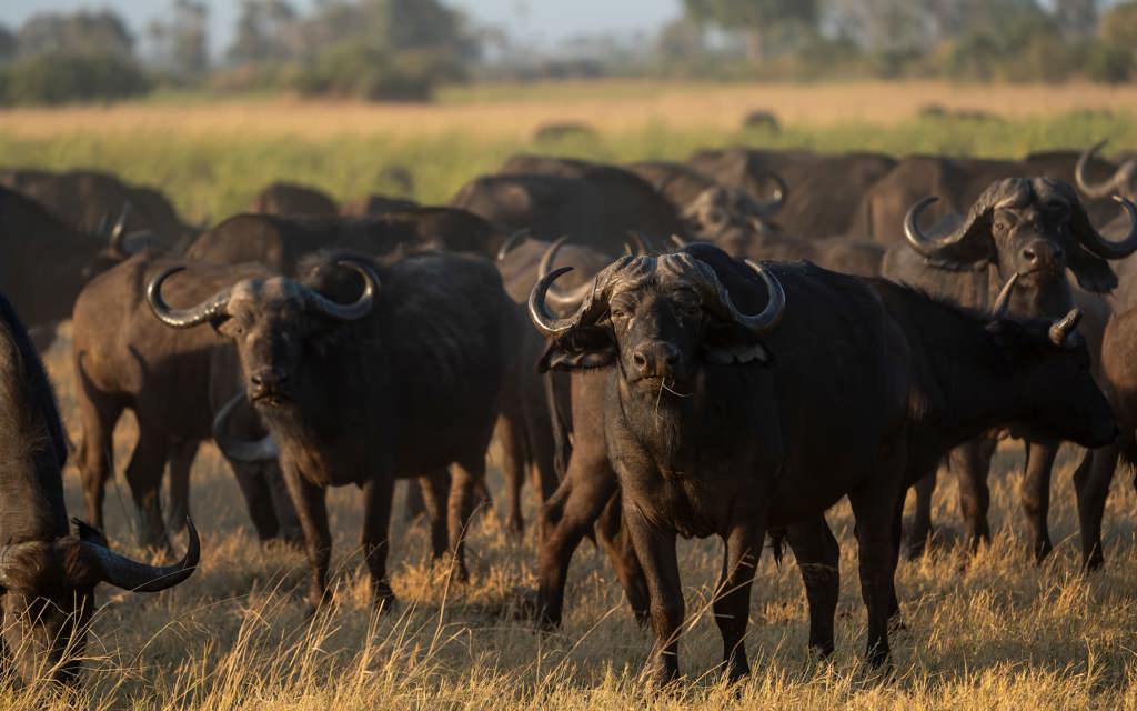 A herd of Buffalo at Mombo