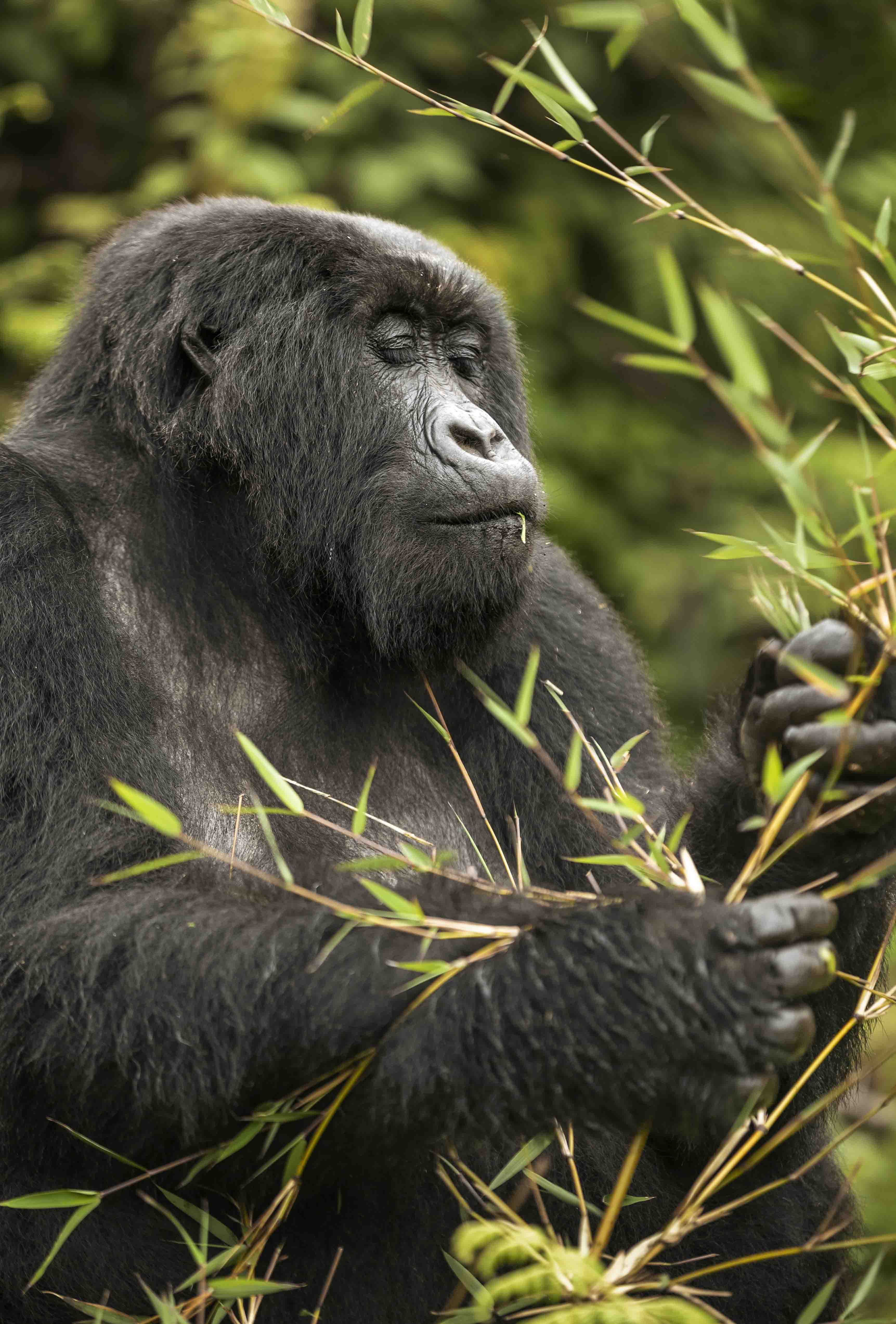 Wilderness Bisate Rwanda Wildlife Gorilla
