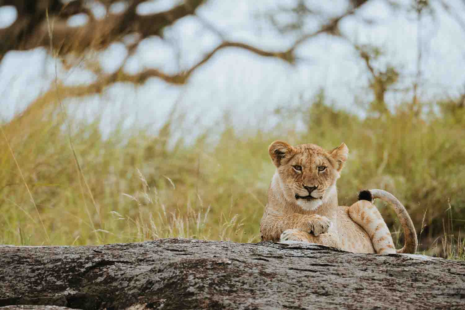 Lion cub sitting on a fallen tree in Tanzania