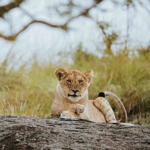 Lion cub sitting on a fallen tree in Tanzania