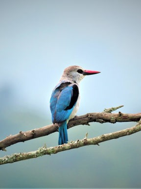 Wilderness Magashi Woodland Kingfisher