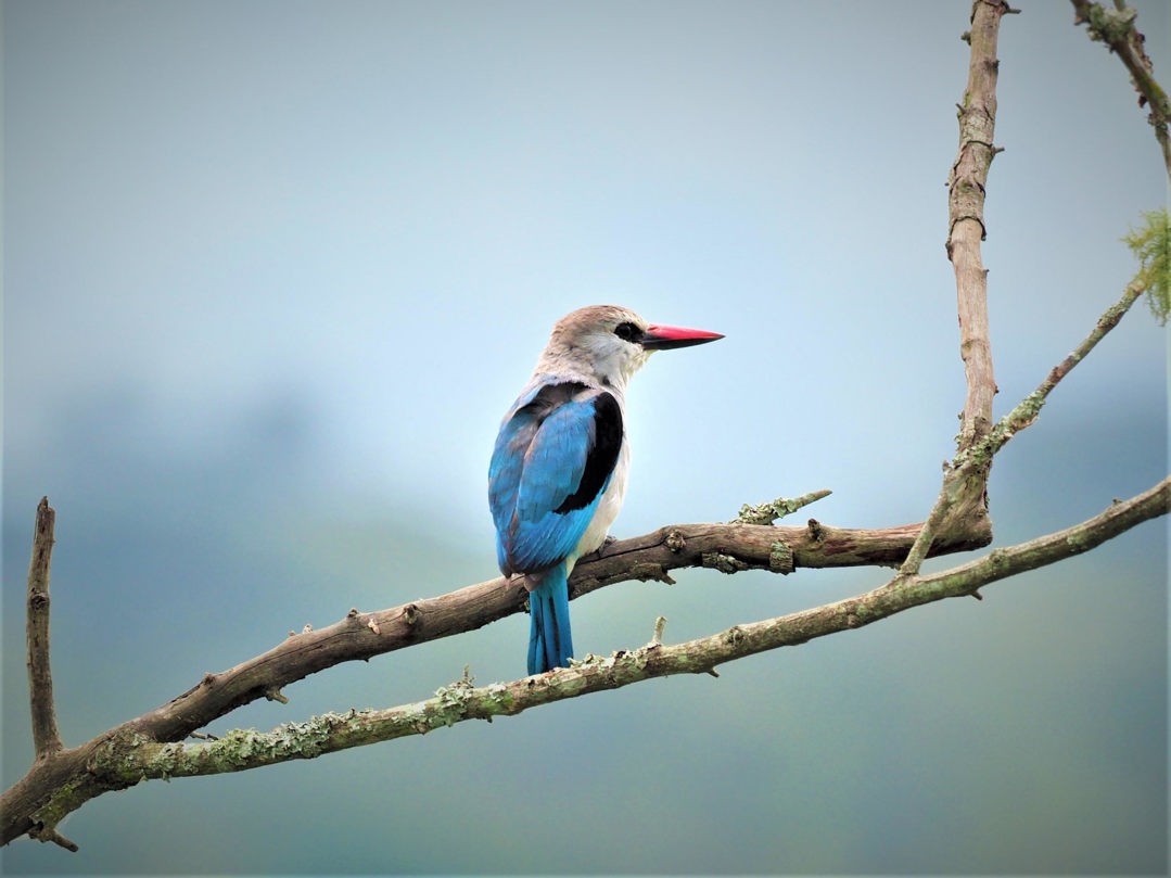 Wilderness Magashi Woodland Kingfisher