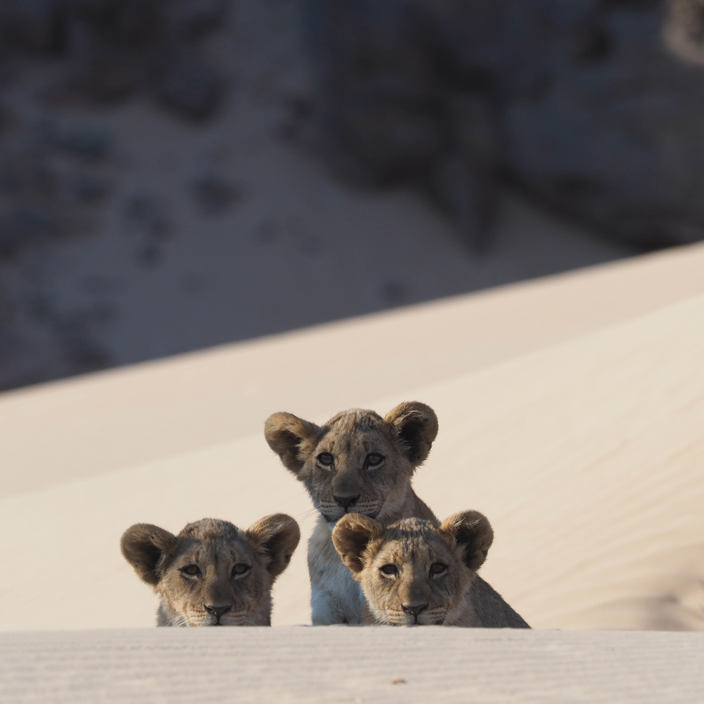 Wilderness Hoanib Skeleton Coast Namibia Desert Lion Cubs