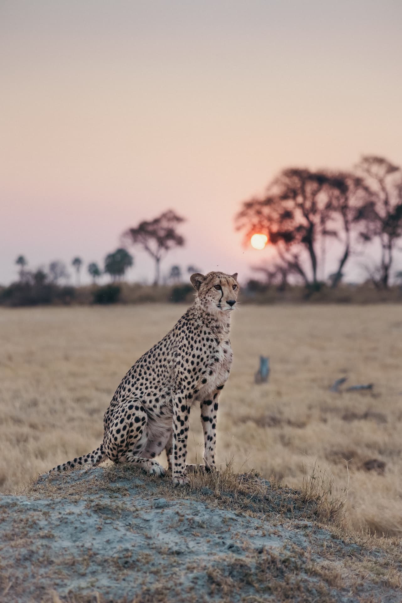 Lone cheetah observing the open plains