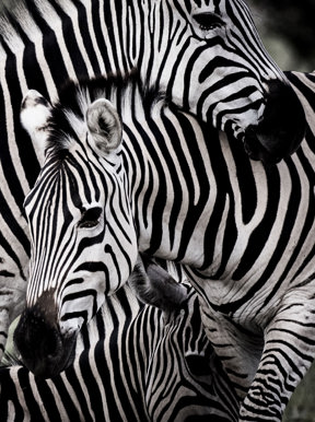 Wilderness Kwetsani Botswana Wildlife Zebra