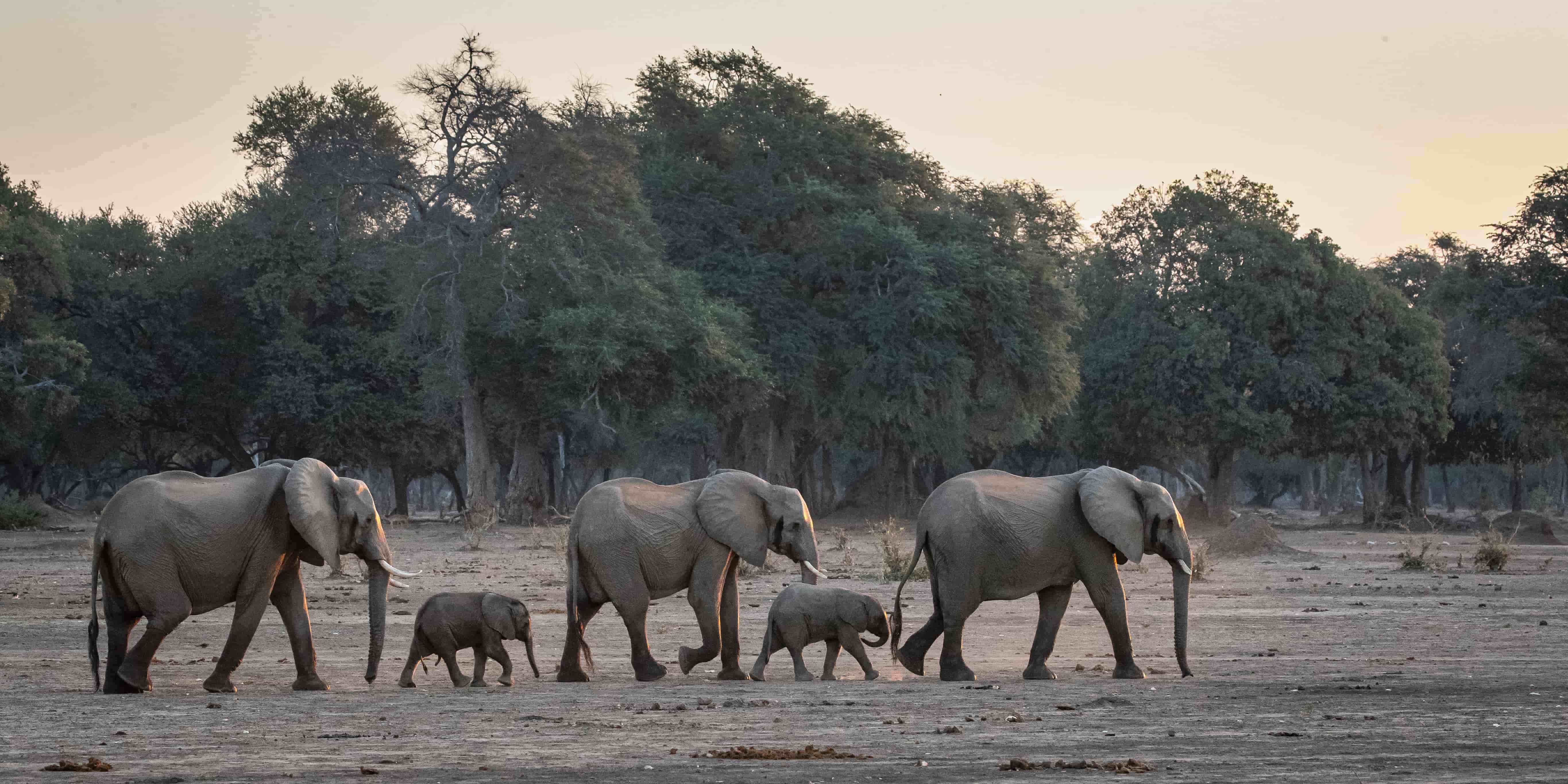 Elephant herd walking with babies in Zimbabwe