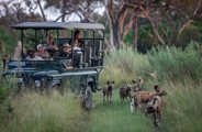 Guest on safari in Wilderness Chitabe enjoying a sighting of African wild dog 