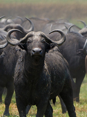 Wilderness Shumba Zambia Wildlife Buffalo