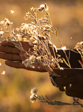 Nature walk allows you to slow down and smell the sage at Jao