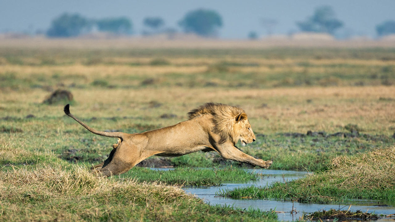 Wilderness Shumba Zambia Area