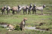 Cheetahs relaxing in the Serengeti with Zebra in the background