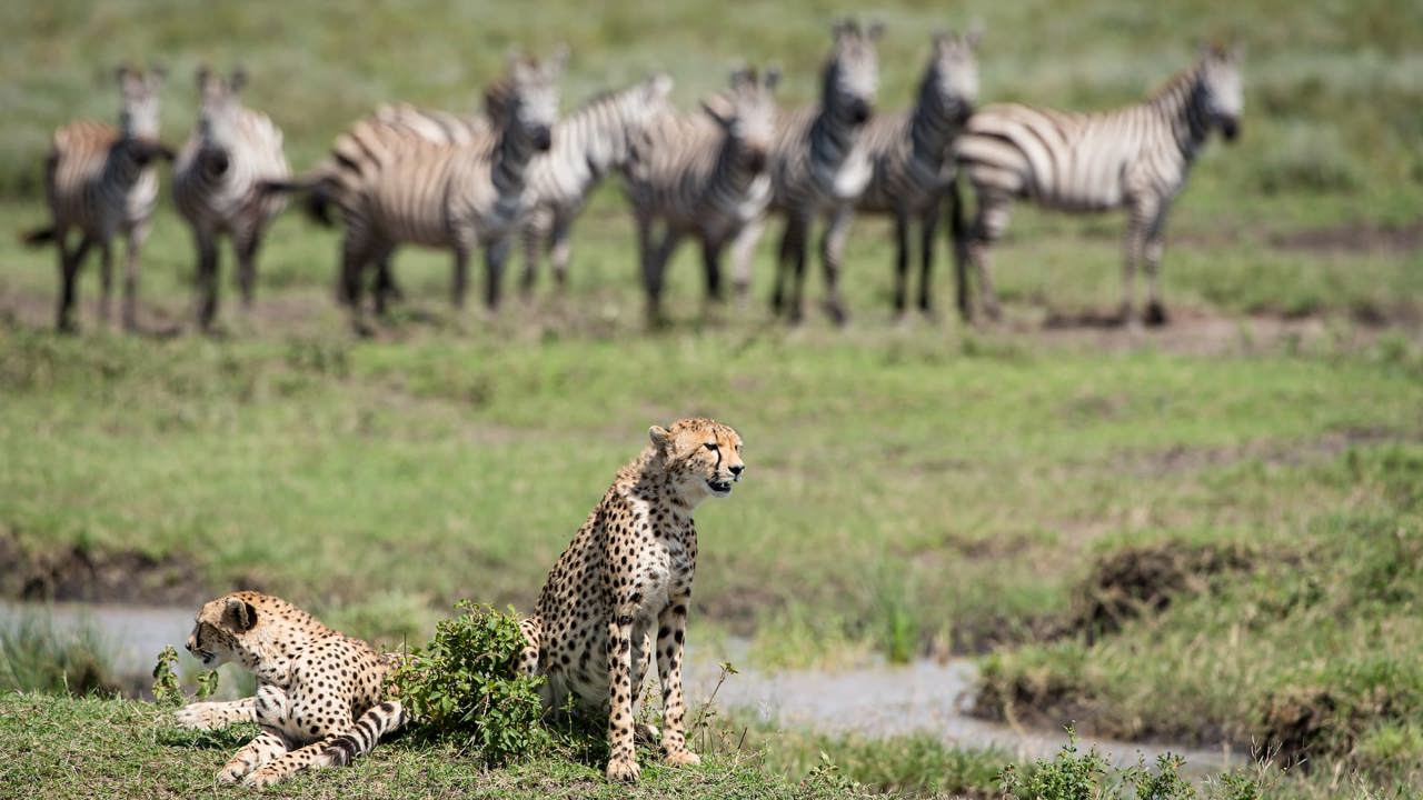Cheetahs relaxing in the Serengeti with Zebra in the background