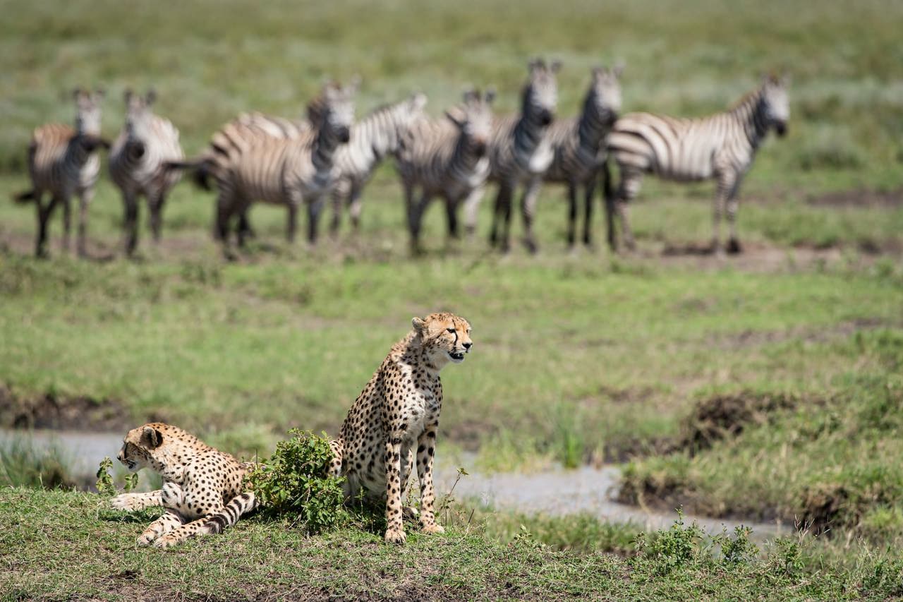 Cheetahs relaxing in the Serengeti with Zebra in the background