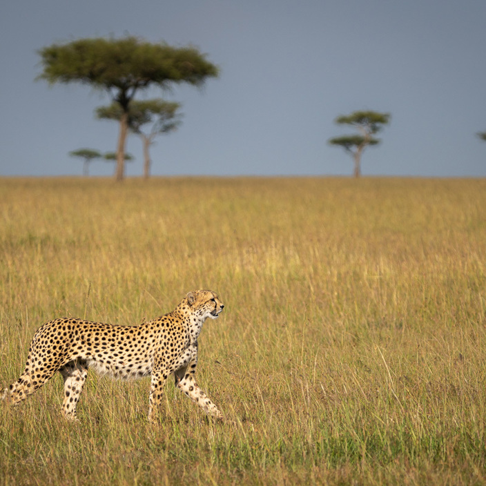 Cheetah hunting the plains of the Serengeti