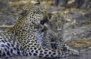 Leopard mother and cub Wilderness Mombo