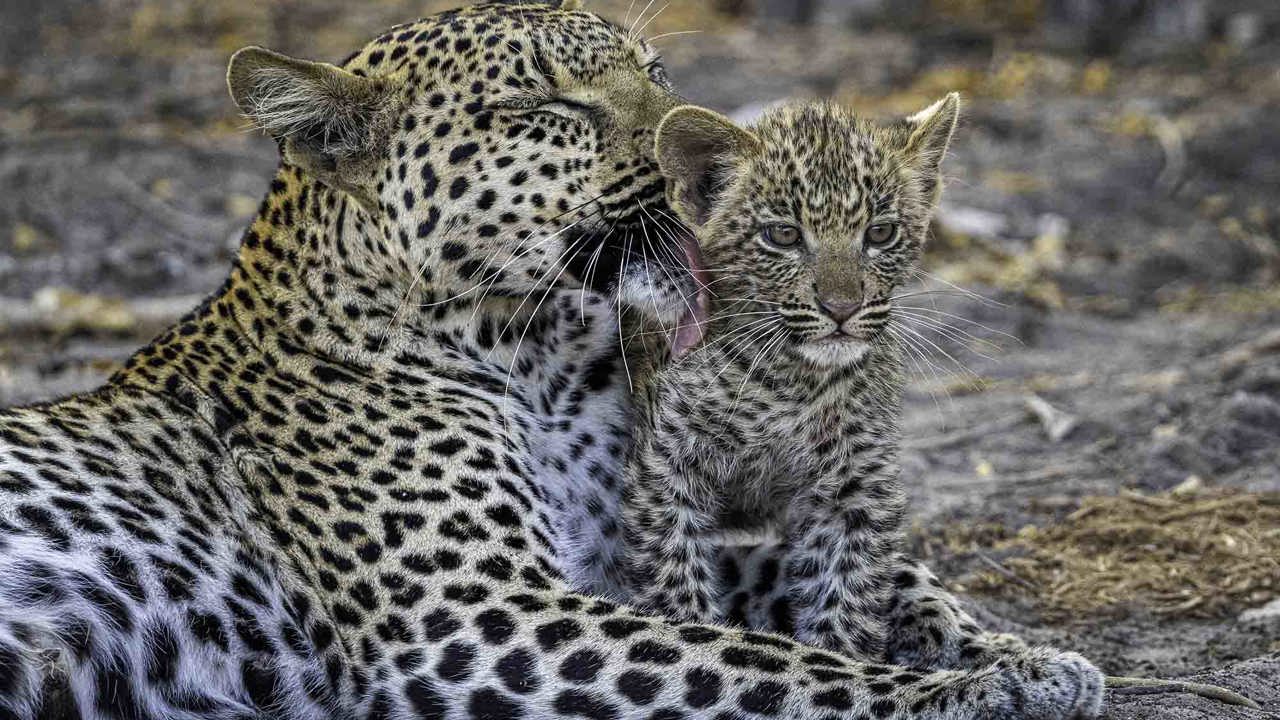 Leopard mother and cub Wilderness Mombo
