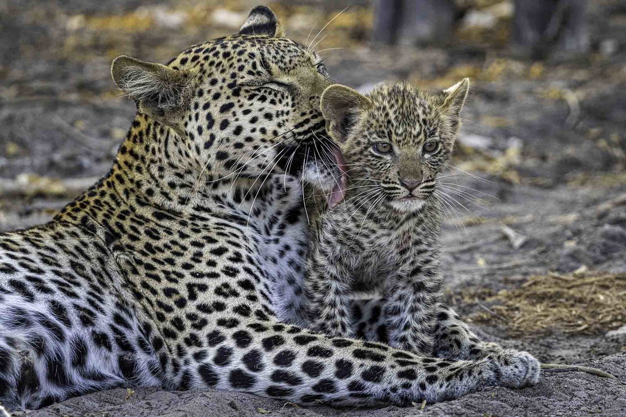 Leopard mother and cub Wilderness Mombo