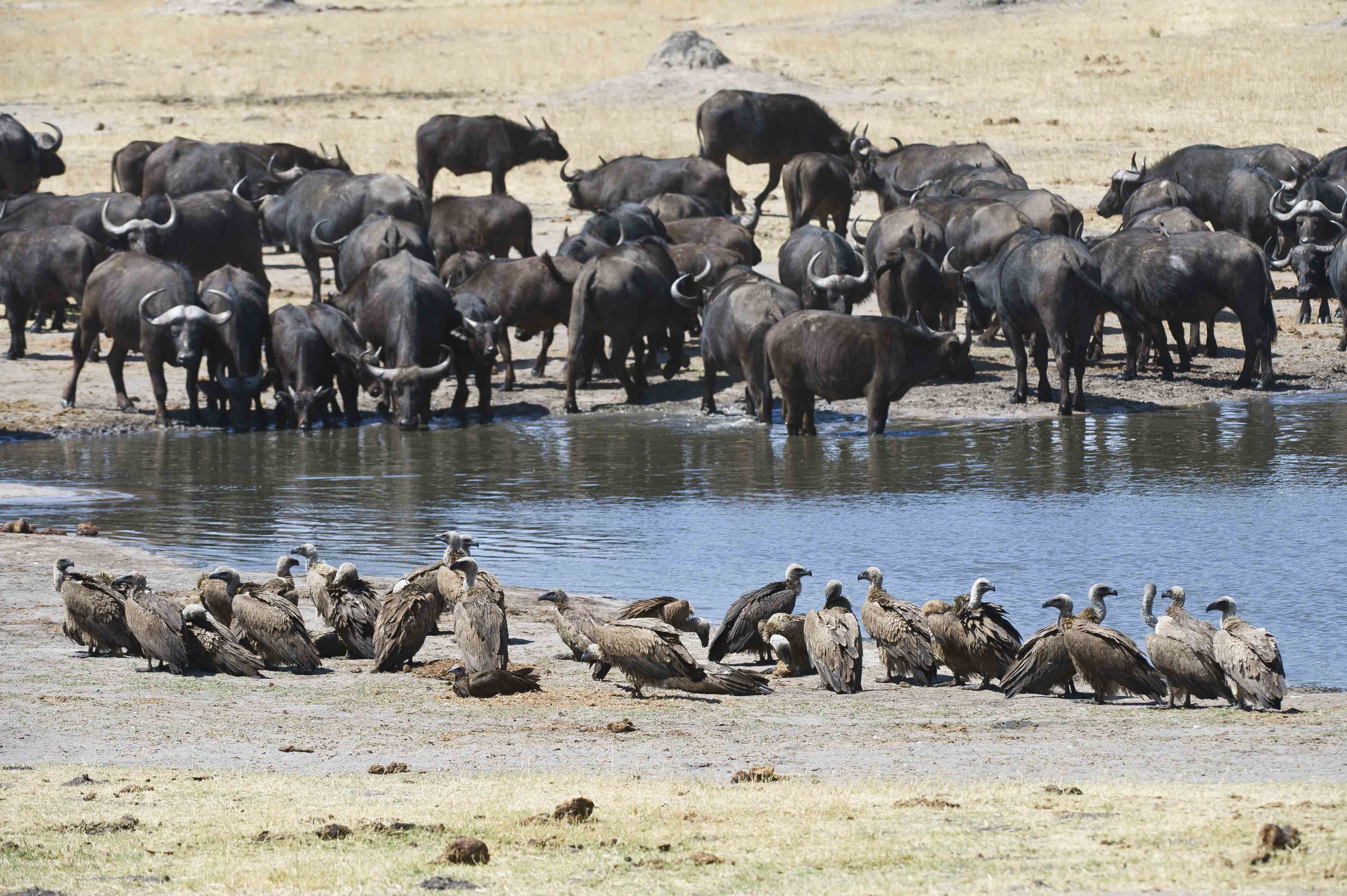 Wilderness Etosha Vultures & Buffalo At Waterhole