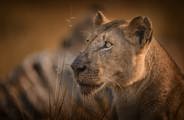 River pride female seen on safari near Wilderness Mara in Kenya