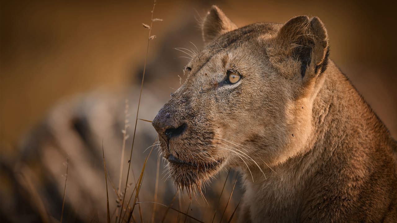 River pride female seen on safari near Wilderness Mara in Kenya