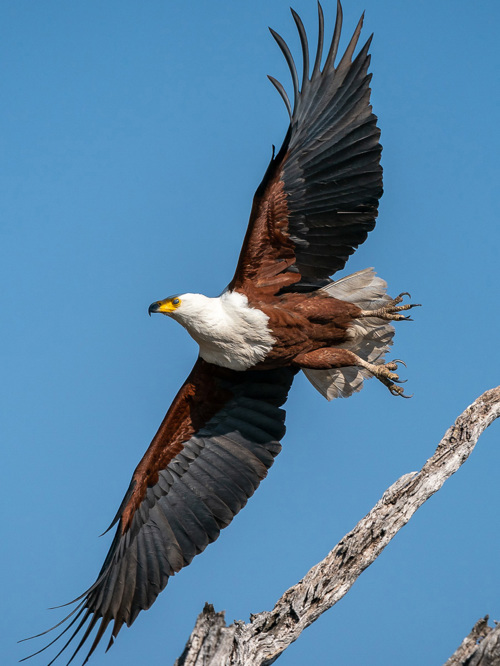 Wilderness Experiences Botswana Barge Wildlife Fish Eagle