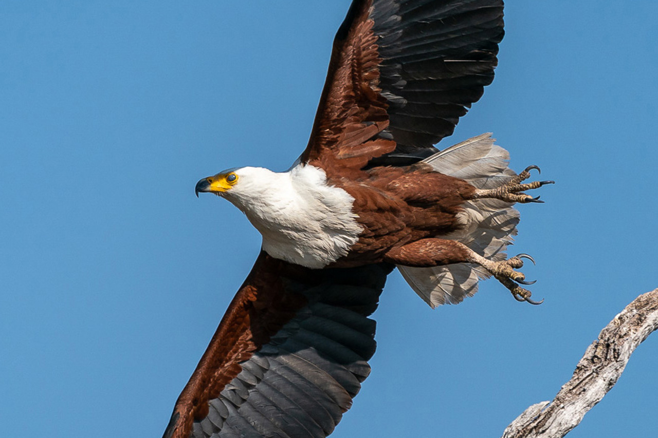 Wilderness Experiences Botswana Barge Wildlife Fish Eagle