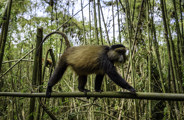 Wilderness Bisate Wildlife Golden Monkey