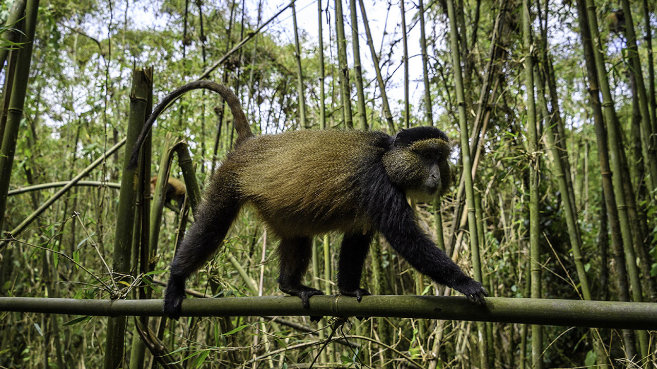 Wilderness Bisate Wildlife Golden Monkey