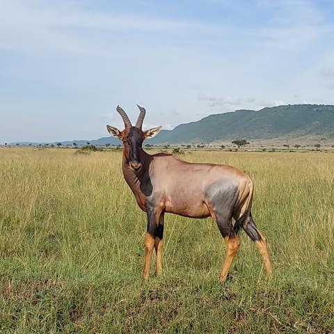 Topi standing in the Mara Triangle landscape in Kenya safari destination