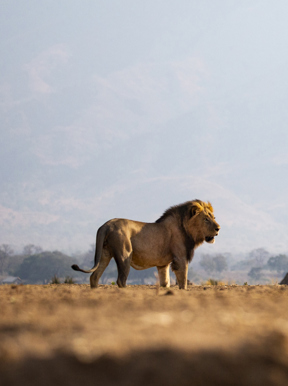 Wilderness Ruckomechi Zimbabwe Wildlife Lion