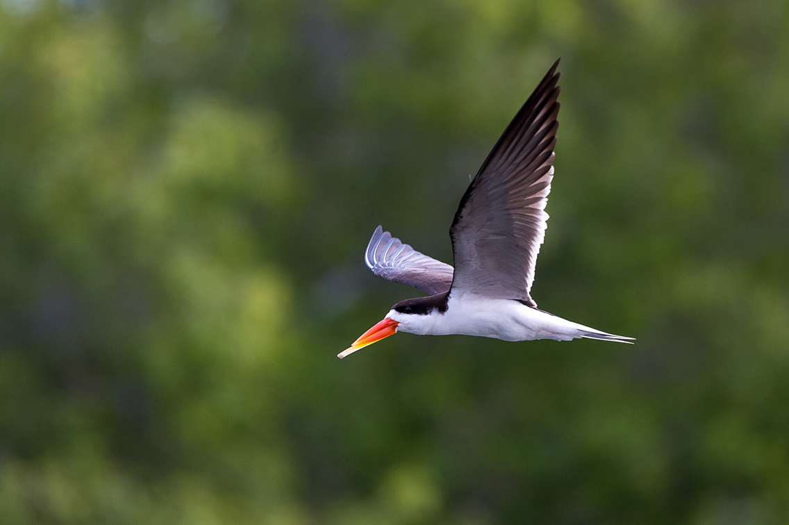 Wilderness Zambia Wildlife Skimmer