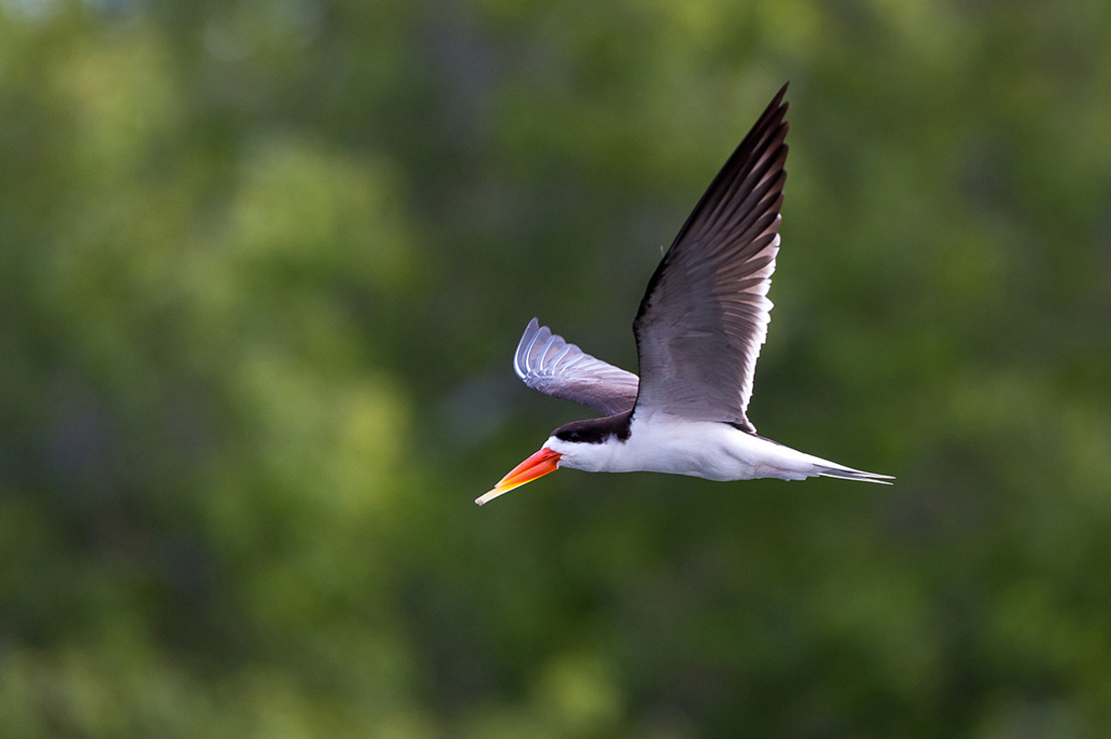 Wilderness Zambia Wildlife Skimmer