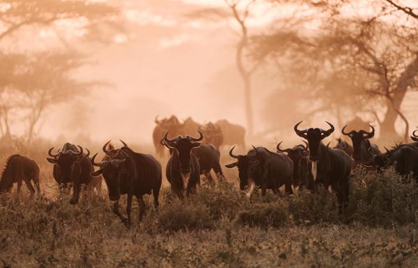 Wildebeest in the Serengeti at dusk