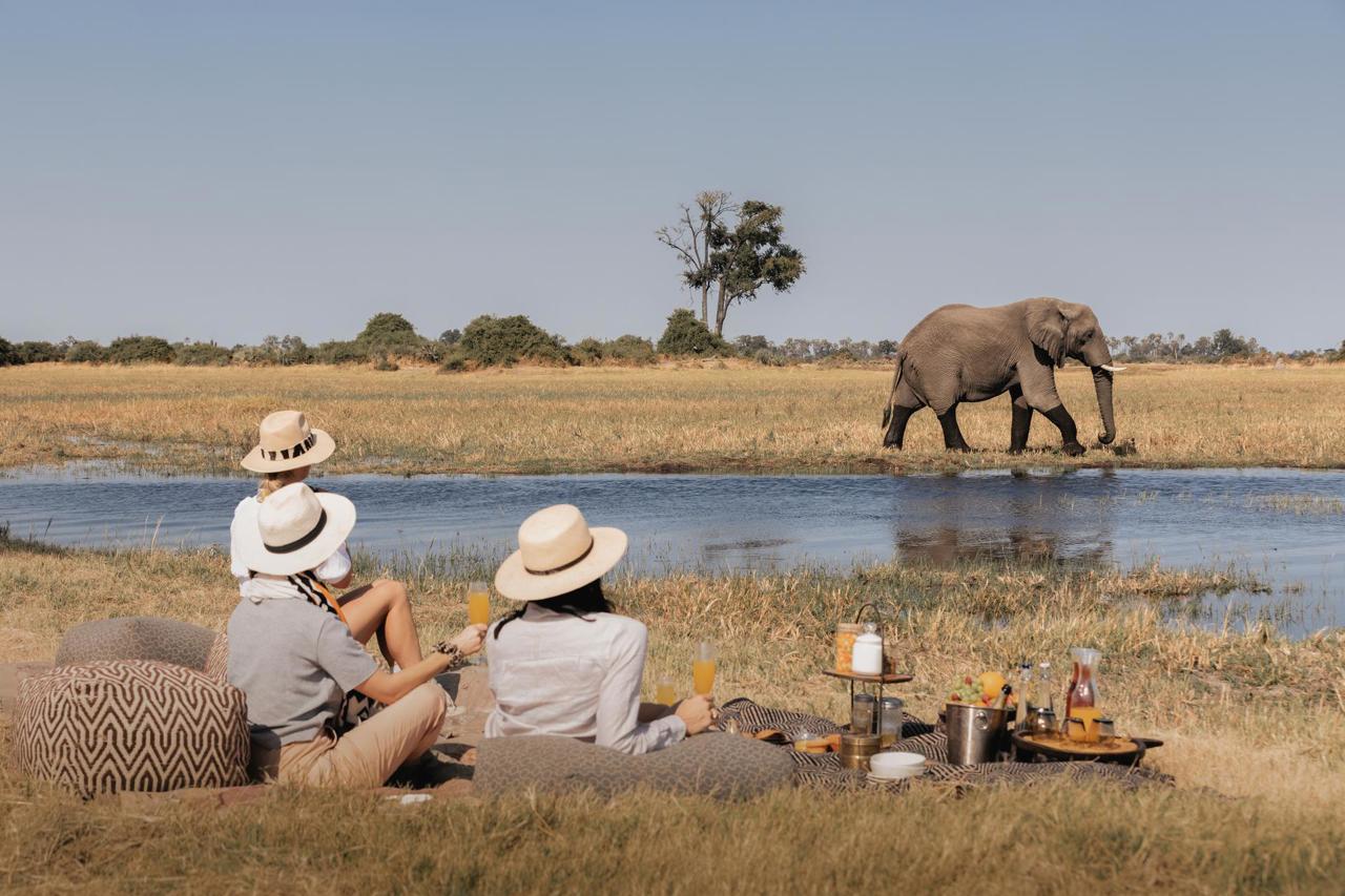 Guests at Mombo enjoying a picnic whilst watching an elephant in the Delta