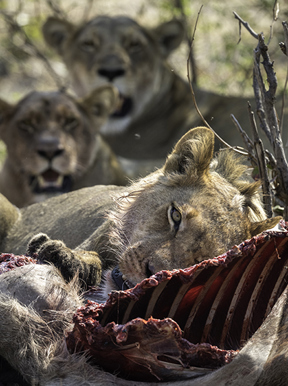 Wilderness Zambia wildlife lions enjoying their hard-earned prey
