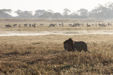 Busanga Plains floodplains landscape male lion walking bast puku in Zambia safari destination