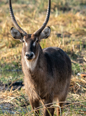 Wilderness Linyanti Tented Camp Botswana Wildlife Waterbuck