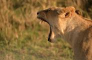 Yawning lioness in Kenyas Masai Mara